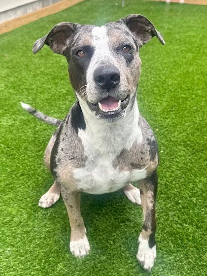Mistletoes, Adoptable, Adult Female Catahoula Leopard Dog & Mixed Breed.