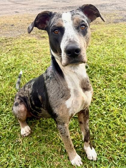 Enlarge Mistletoes, a Adoptable mixed breed in Port Saint Joe, FL image 2/3