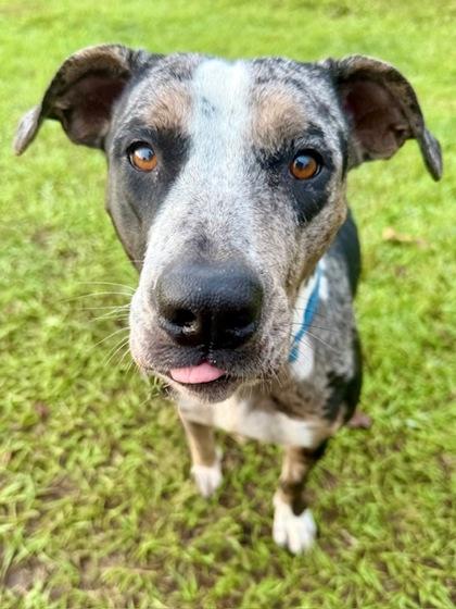 Mistletoes thumbnail 3