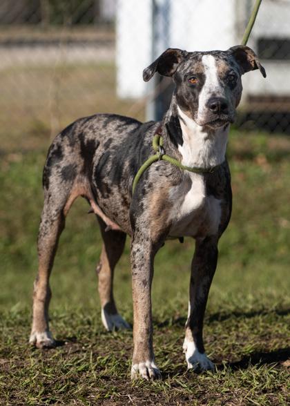 Enlarge Mistletoes, a Adoptable mixed breed in Port Saint Joe, FL image 3/3