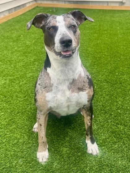 Mistletoes, a Adoptable mixed breed in Port Saint Joe, FL image 2/3