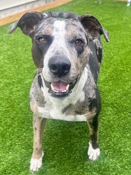 Mistletoes, Adoptable, Adult Female Catahoula Leopard Dog & Mixed Breed.