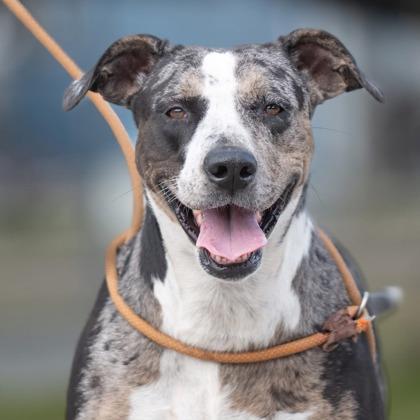 Mistletoes, a Adoptable mixed breed in Port Saint Joe, FL image 3/3