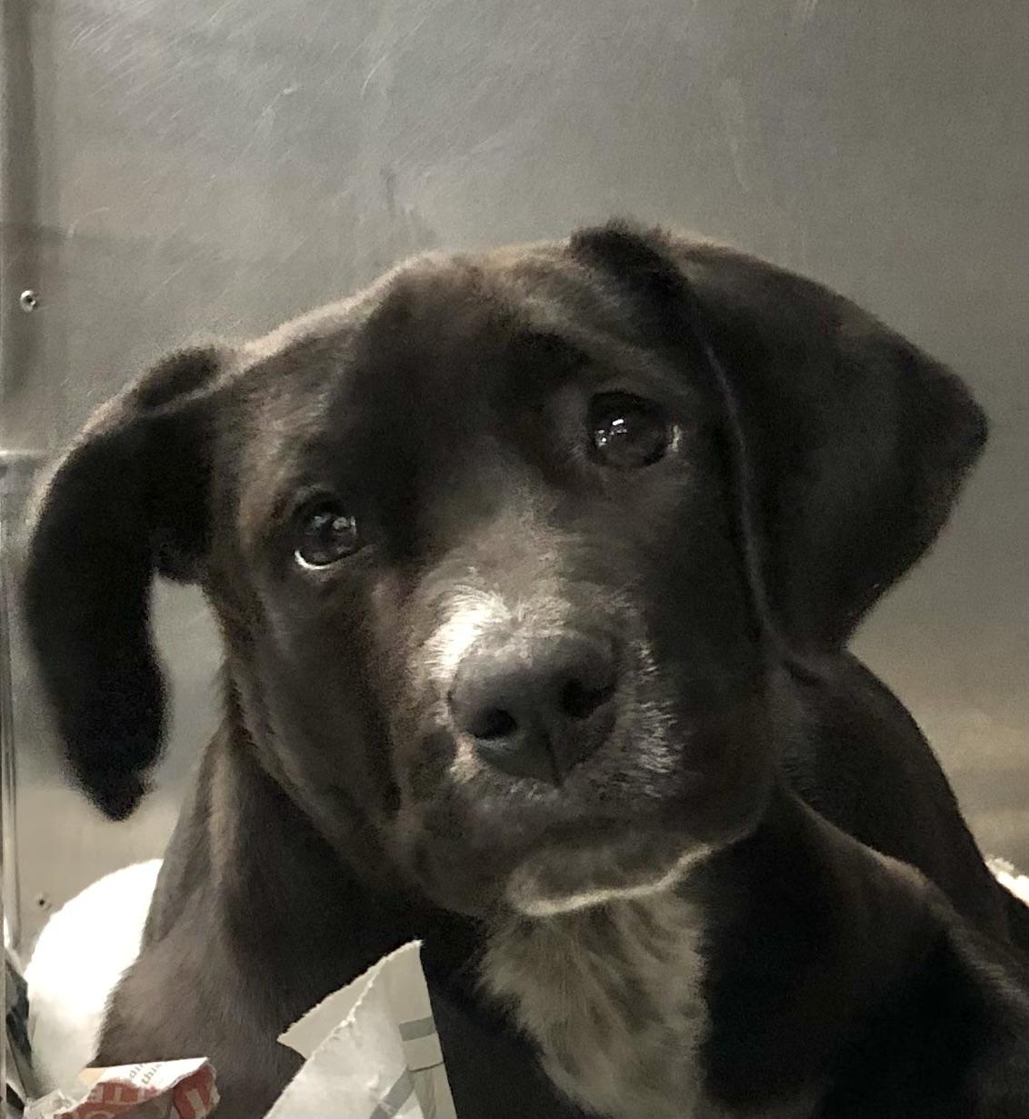 Bella, adoptable, Puppy Female Labrador Retriever.
