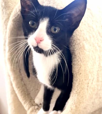 Enlarge Daoi, a Adoptable Domestic Short Hair in Encinitas, CA image 1/3