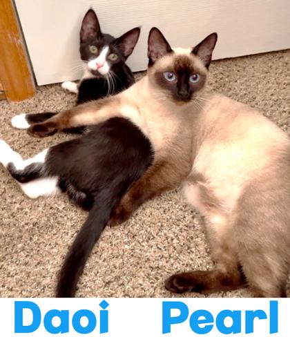 Enlarge Daoi, a Adoptable Domestic Short Hair in Encinitas, CA image 2/3