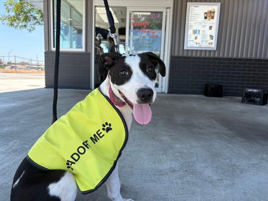 Harry, Adopted, Young Male Pit Bull Terrier.
