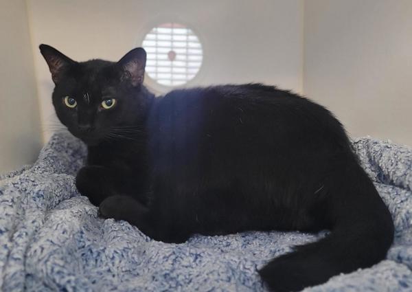 Bradwell, Adoptable, Adult Male Domestic Short Hair.