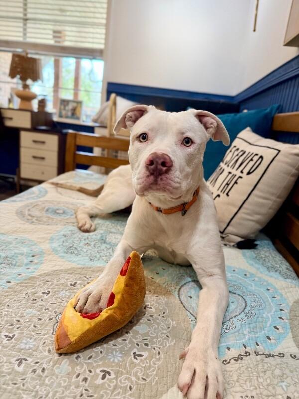 Zumi Cutie Too Sweet To be True