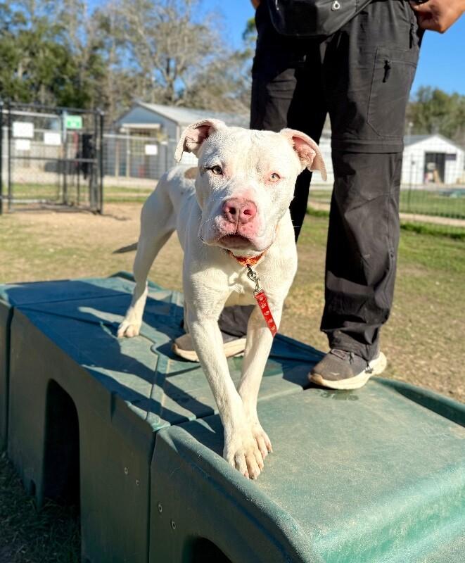 Zumi Cutie Too Sweet To be True — thumbnail 2