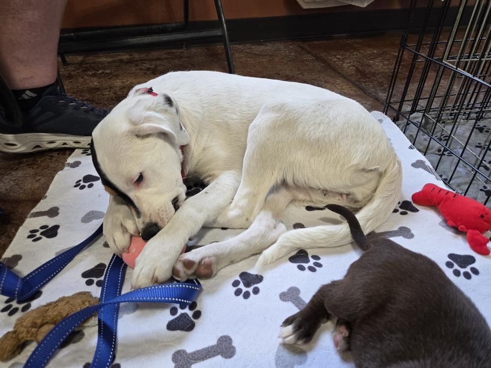 Patches, Adoptable, Puppy Female Border Collie & Cattle Dog.