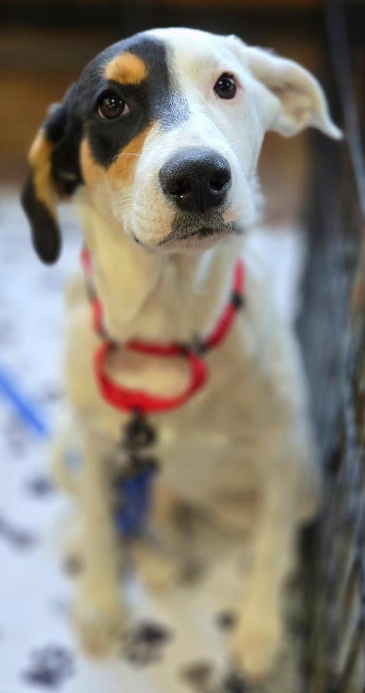Enlarge Patches, a Adoptable mixed breed in Bend, OR image 2/5