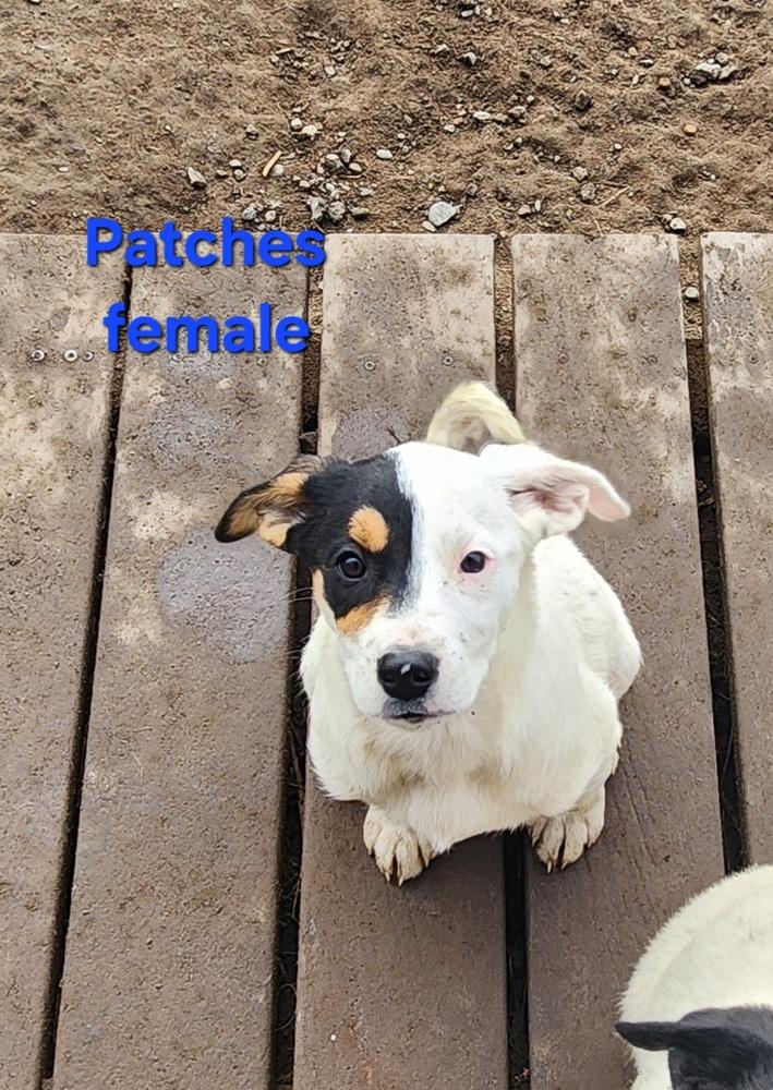 Patches, Adoptable, Puppy Female Border Collie.