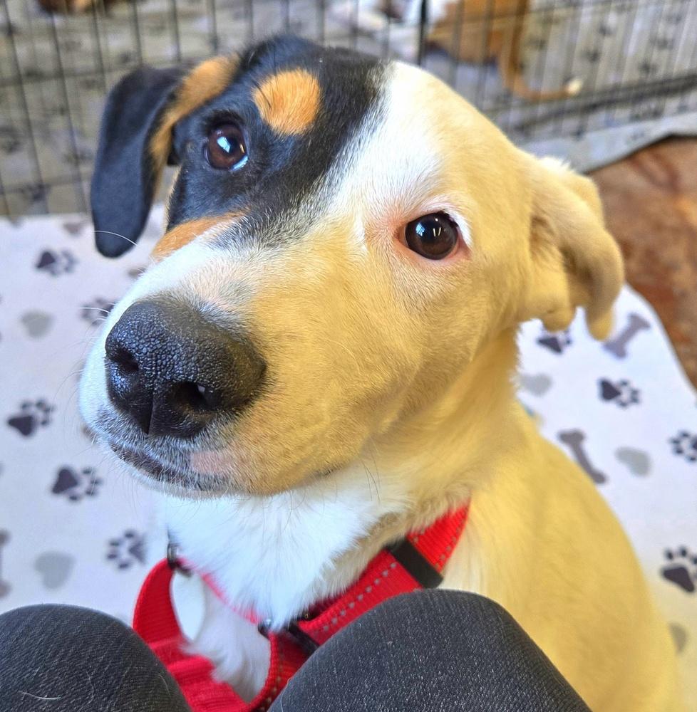 Enlarge Patches, a Adoptable mixed breed in Bend, OR image 4/5