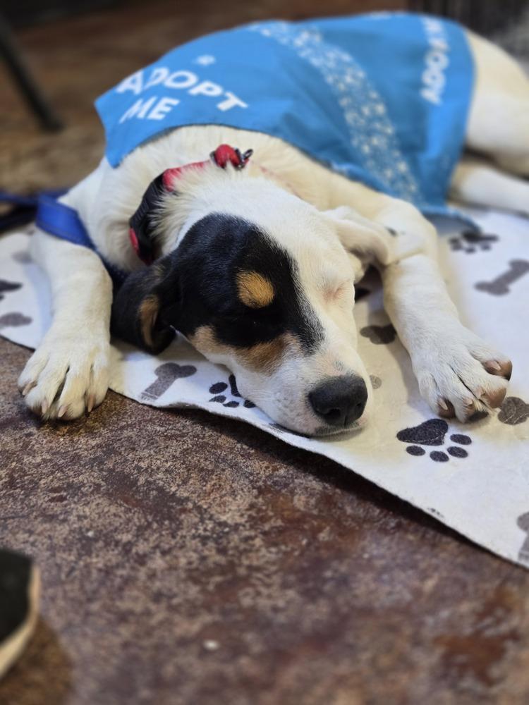 Enlarge Patches, a Adoptable mixed breed in Bend, OR image 5/5