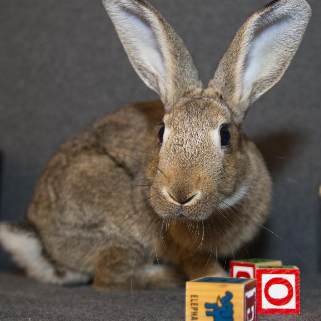 Enlarge Baltic, a Adoptable Bunny Rabbit in Newport, PA image 1/6