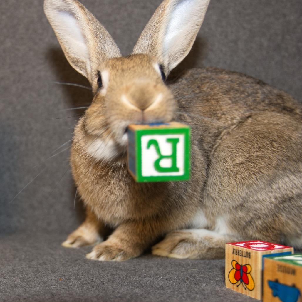 Enlarge Baltic, a Adoptable Bunny Rabbit in Newport, PA image 2/6