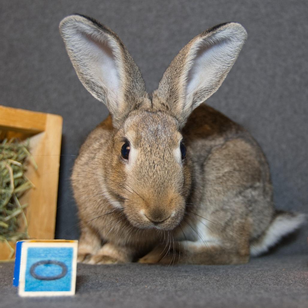 Enlarge Baltic, a Adoptable Bunny Rabbit in Newport, PA image 3/6