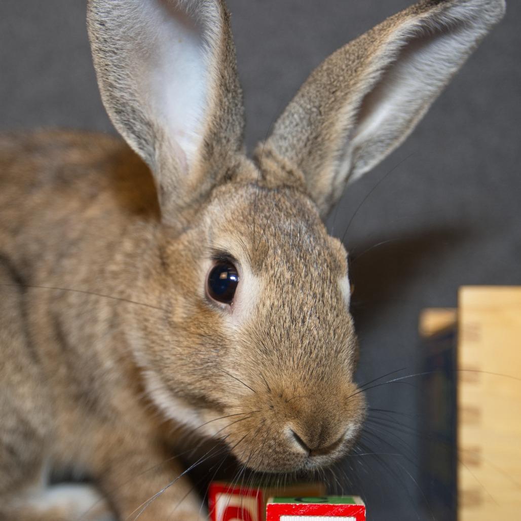 Enlarge Baltic, a Adoptable Bunny Rabbit in Newport, PA image 4/6
