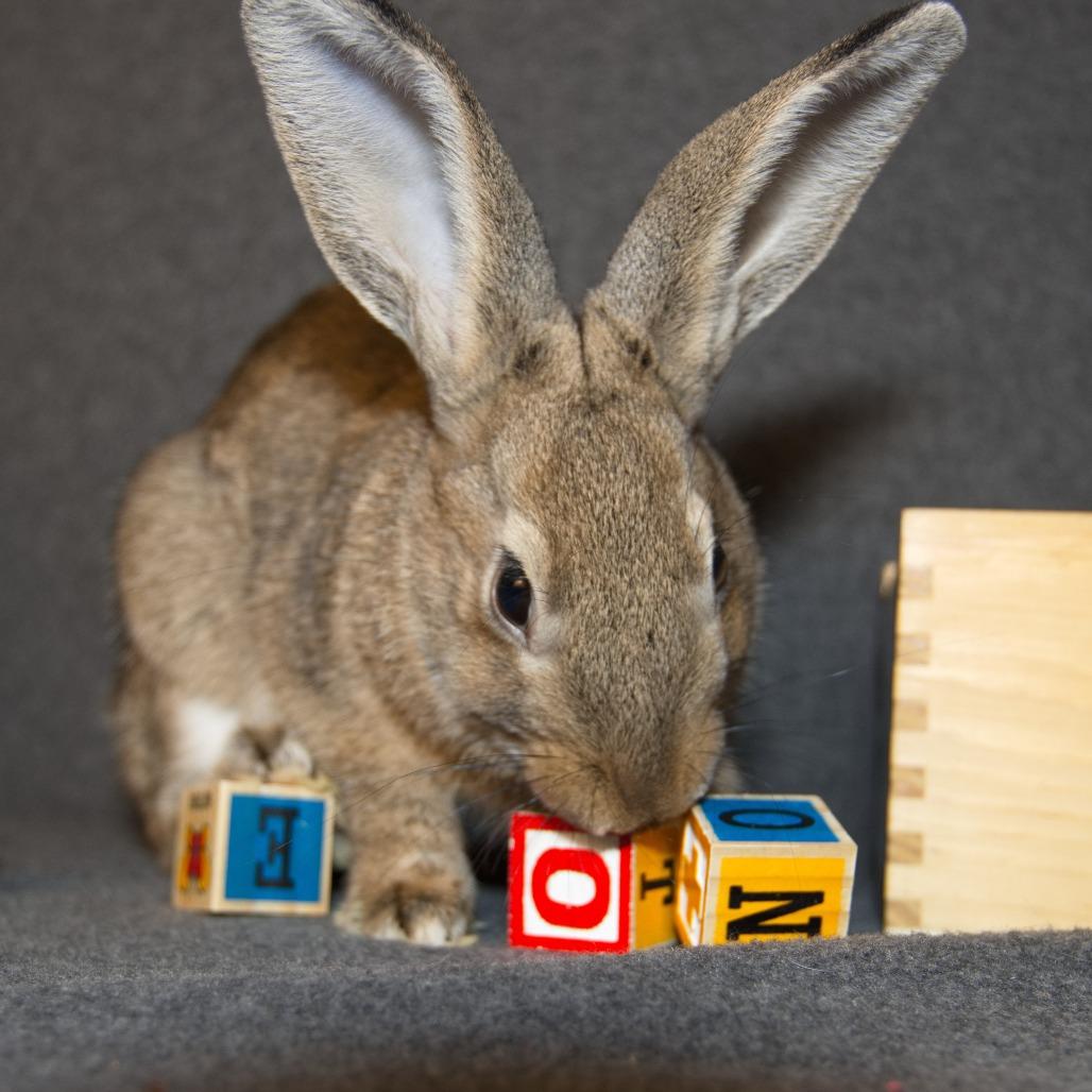 Enlarge Baltic, a Adoptable Bunny Rabbit in Newport, PA image 5/6