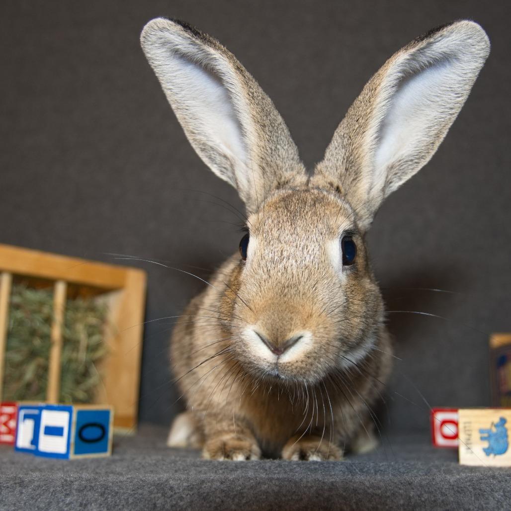 Enlarge Baltic, a Adoptable Bunny Rabbit in Newport, PA image 6/6
