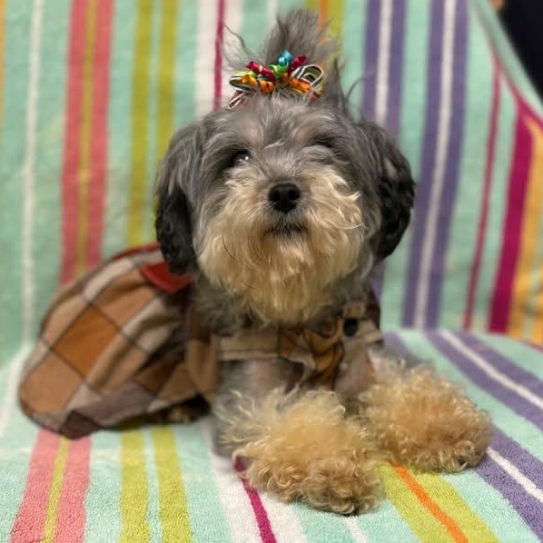 Enlarge Flossie, an adopted mixed breed in Bardstown, KY image 4/5