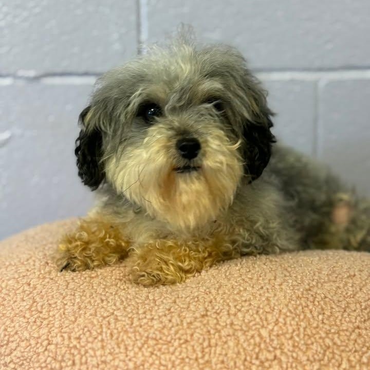 Enlarge Flossie, an adopted mixed breed in Bardstown, KY image 5/5