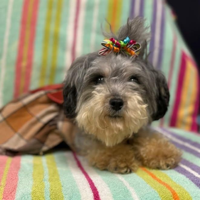 Enlarge Flossie, an adopted mixed breed in Bardstown, KY image 1/5