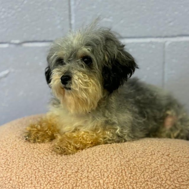 Enlarge Flossie, an adopted mixed breed in Bardstown, KY image 3/5