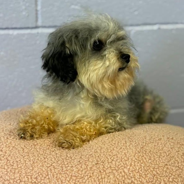 Enlarge Flossie, an adopted mixed breed in Bardstown, KY image 2/5