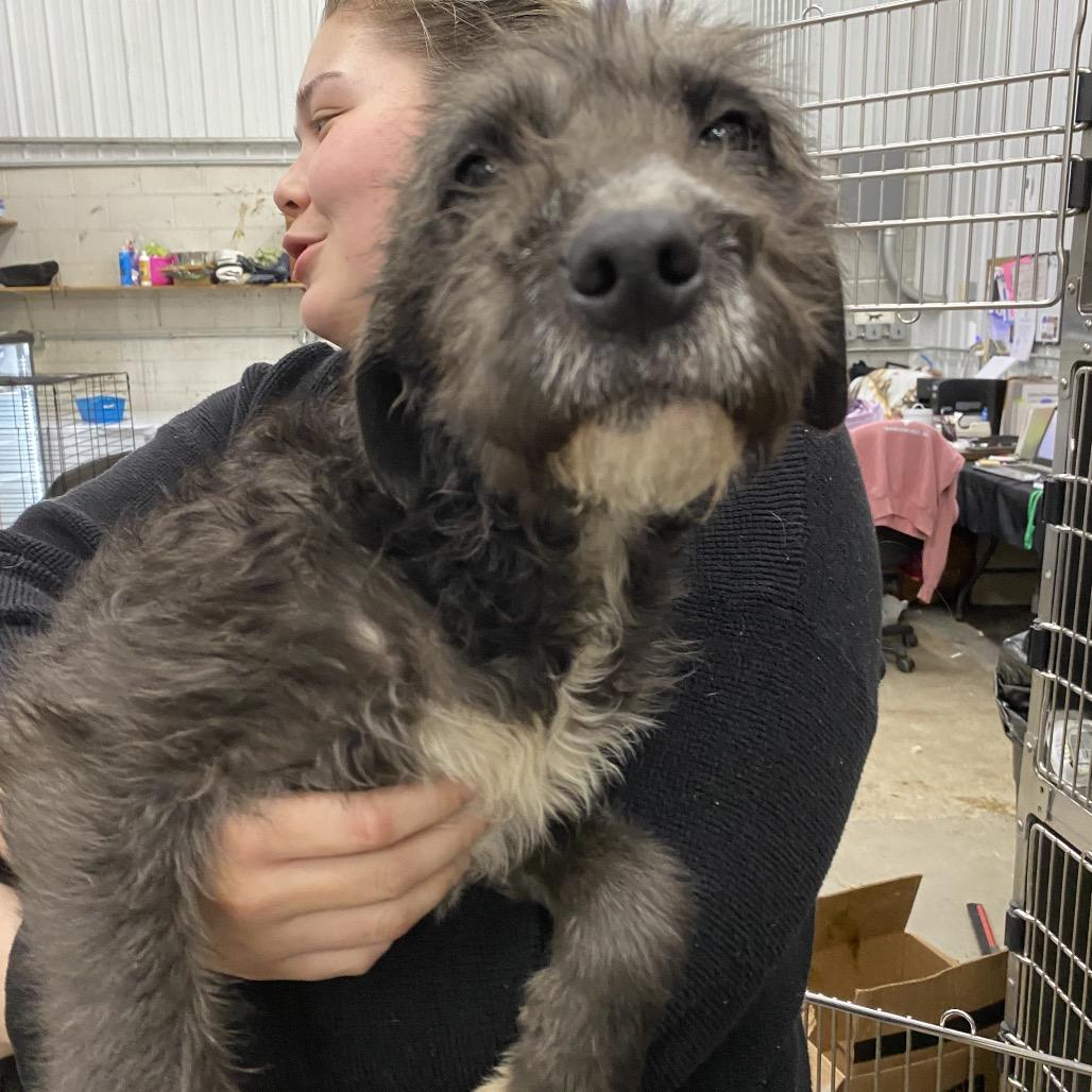 Rozlynn, Adoptable, Young Female Mixed Breed.