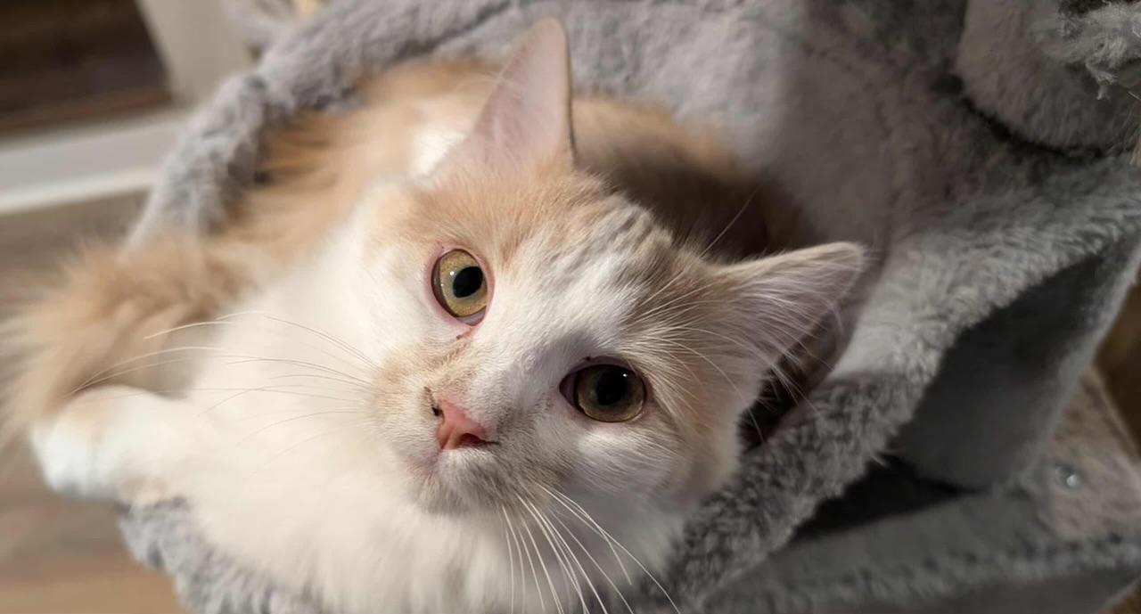 Enlarge Fluffy, a Adoptable Domestic Medium Hair in Cornwall, ON image 1/4