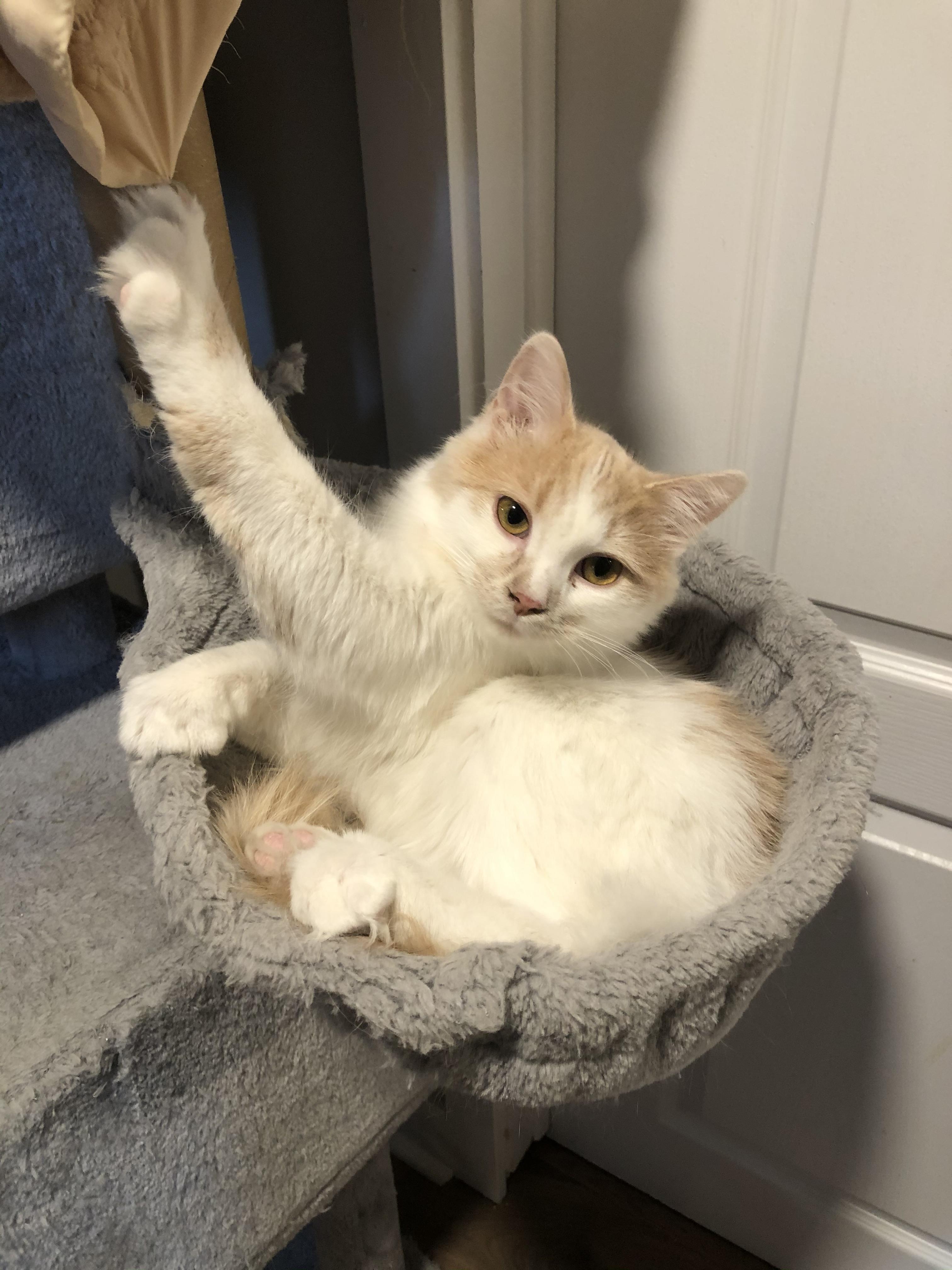 Enlarge Fluffy, a Adoptable Domestic Medium Hair in Cornwall, ON image 3/4