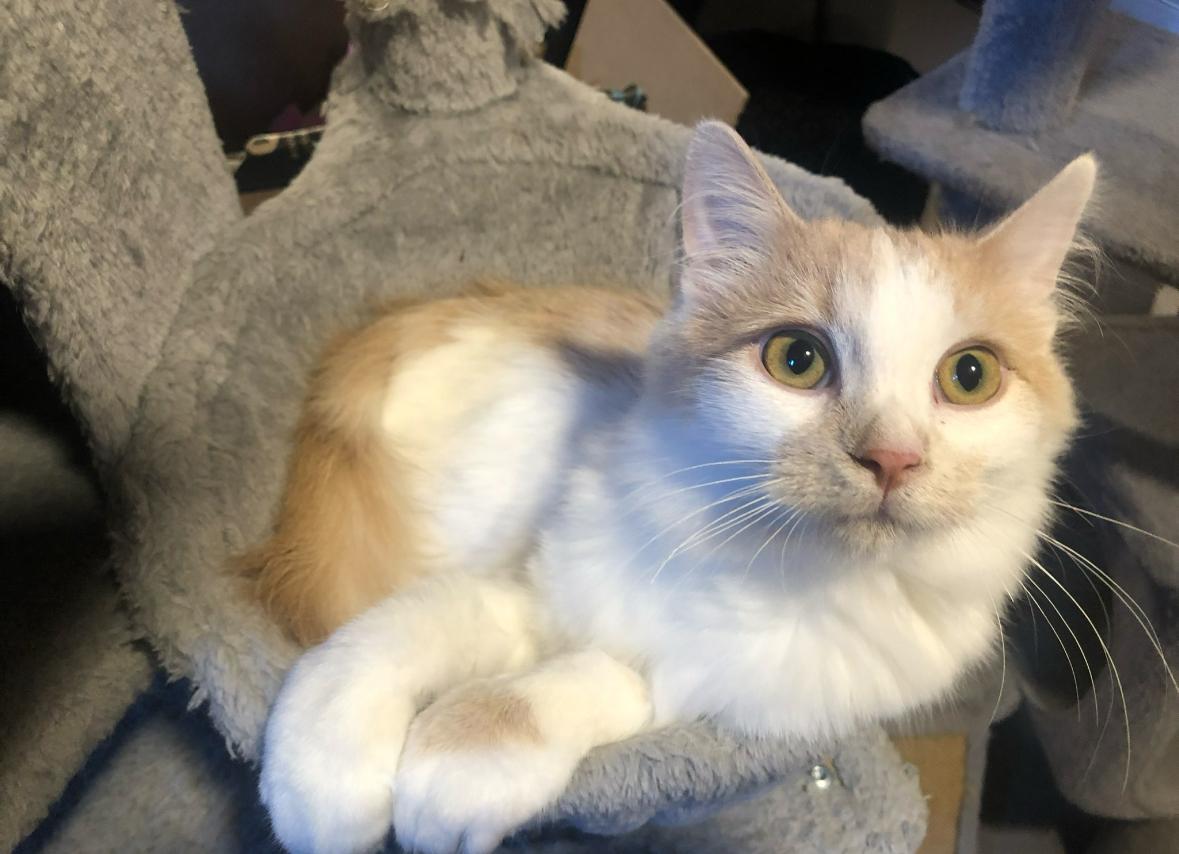 Enlarge Fluffy, a Adoptable Domestic Medium Hair in Cornwall, ON image 4/4
