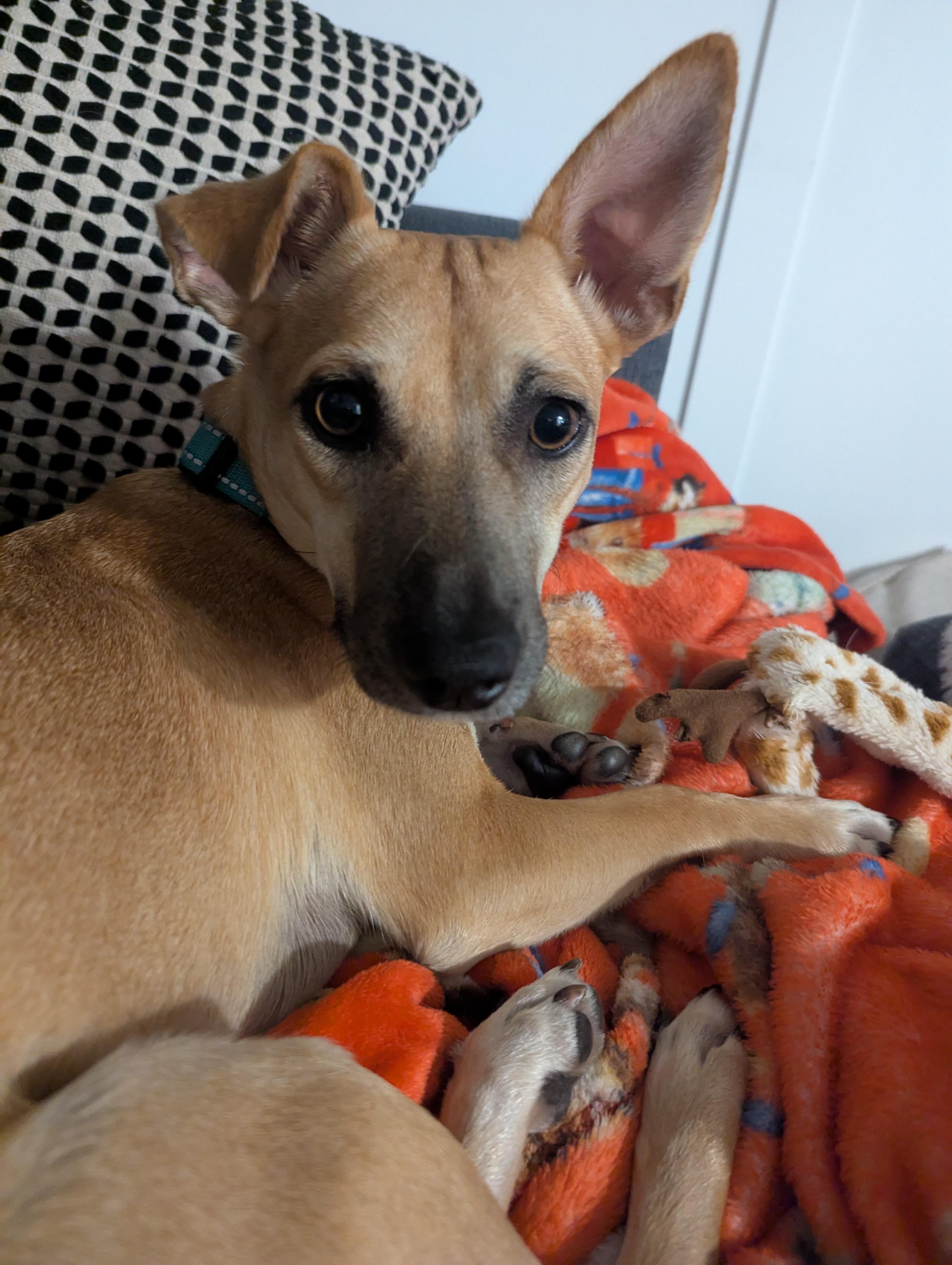 Enlarge Penny *Adopted!*, a Adopted mixed breed in Kitchener, ON image 2/6