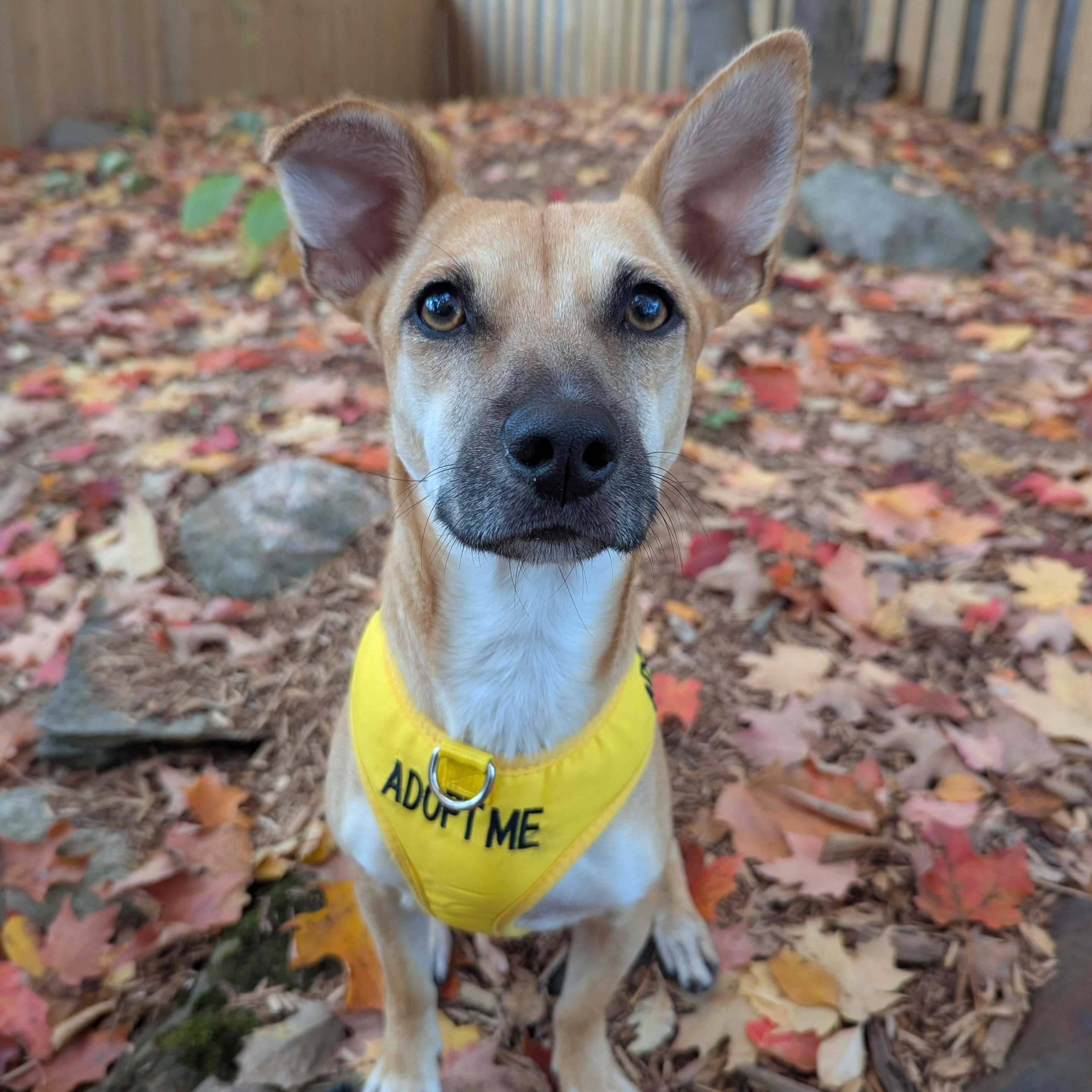 Enlarge Penny *Adopted!*, a Adopted mixed breed in Kitchener, ON image 1/6