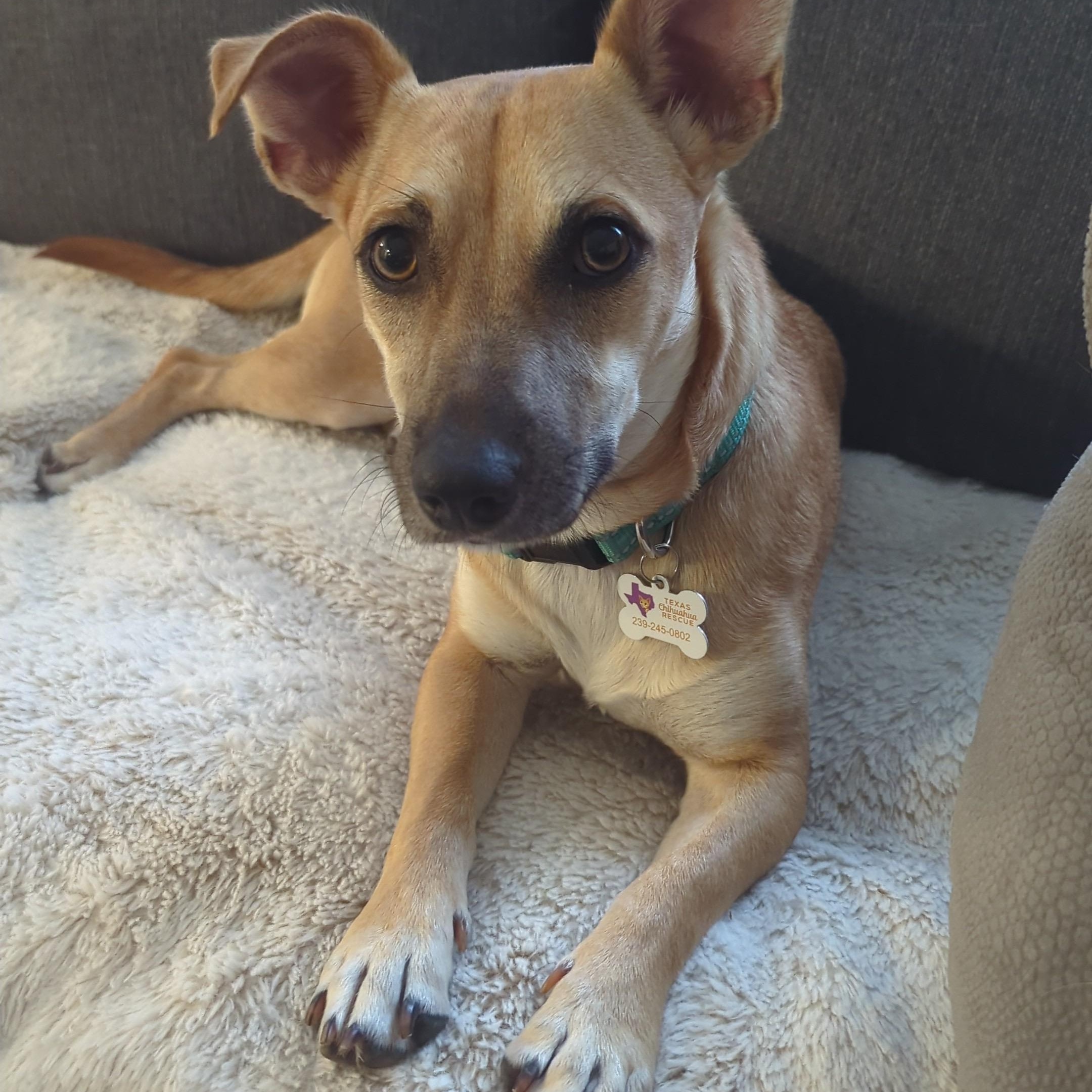 Enlarge Penny *Adopted!*, a Adopted mixed breed in Kitchener, ON image 6/6