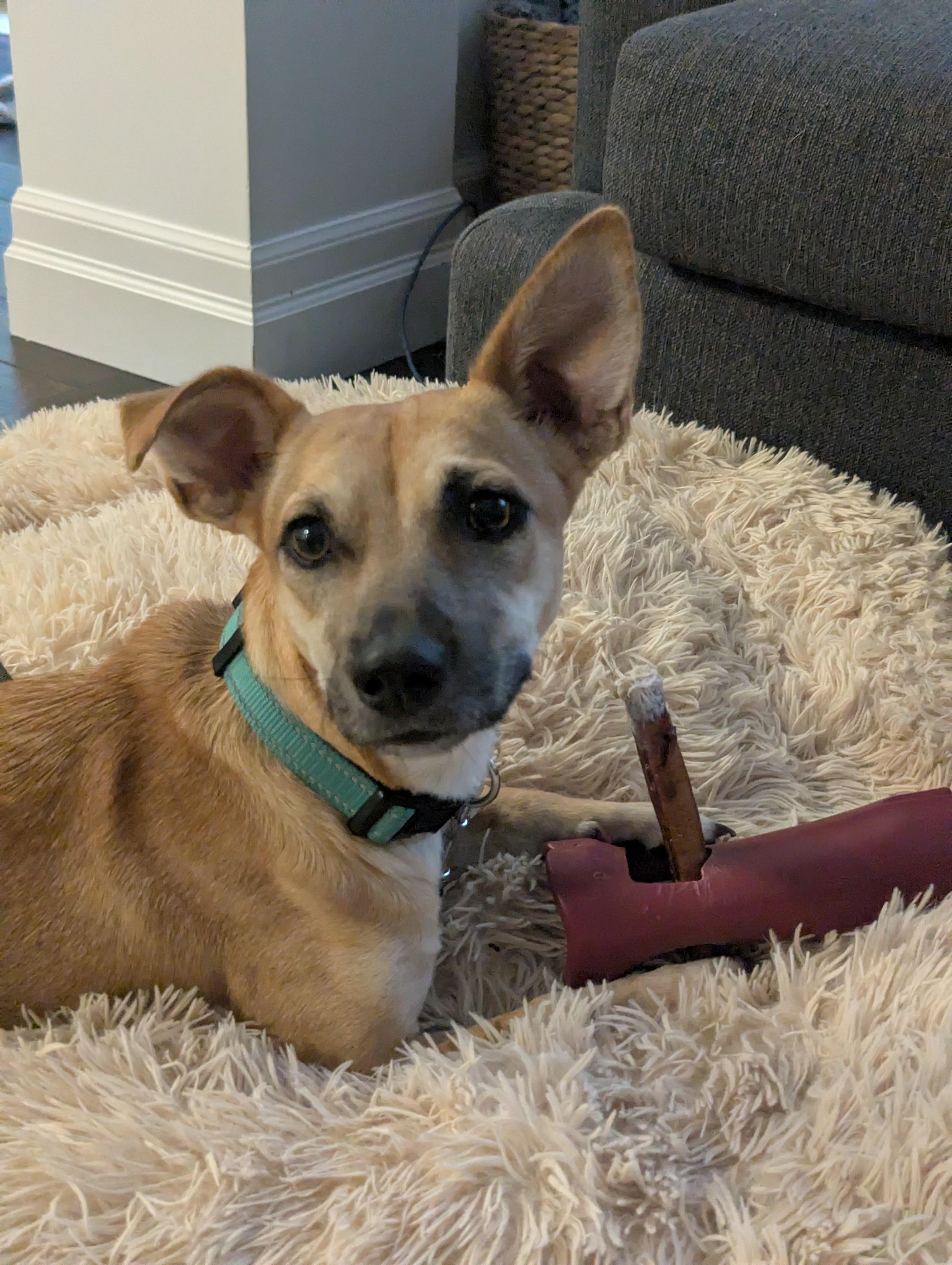 Enlarge Penny *Adopted!*, a Adopted mixed breed in Kitchener, ON image 4/6