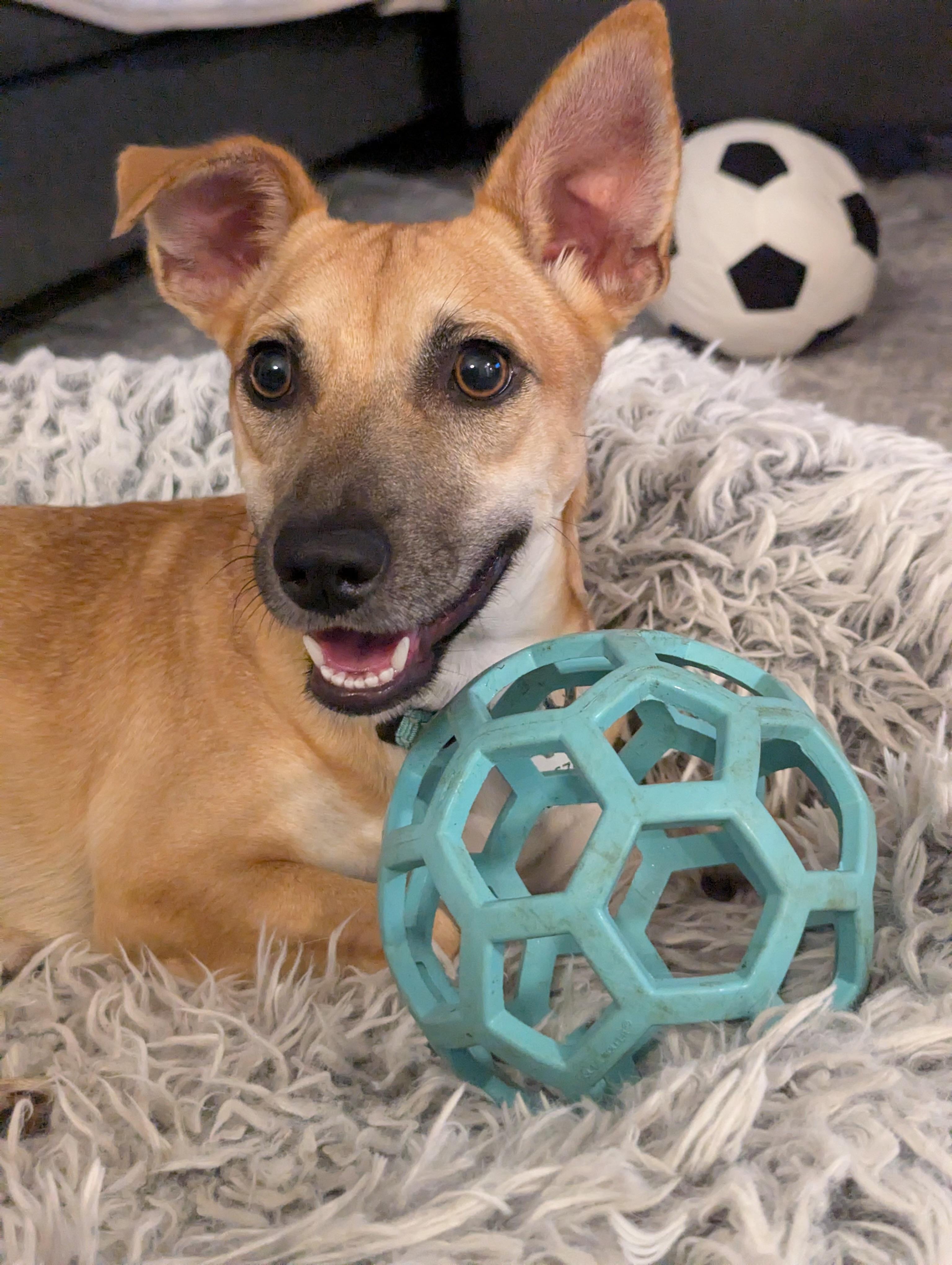 Enlarge Penny *Adopted!*, a Adopted mixed breed in Kitchener, ON image 5/6