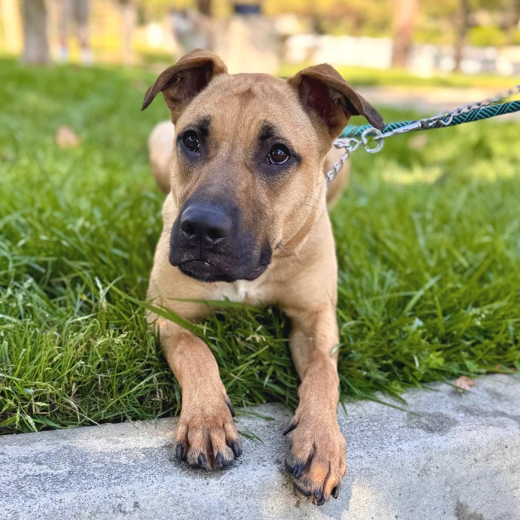 Scoob (C000-022) - Costa Mesa Location, Adoptable, Young Male Black Mouth Cur & Shepherd.