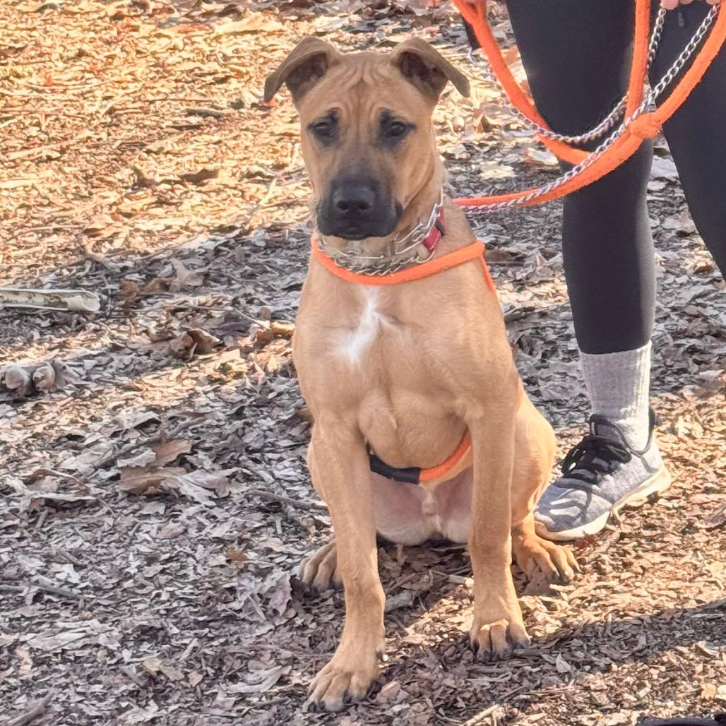 Scoob (C000-022) - Chino Hills Location, Adoptable, Young Male Black Mouth Cur & Shepherd.