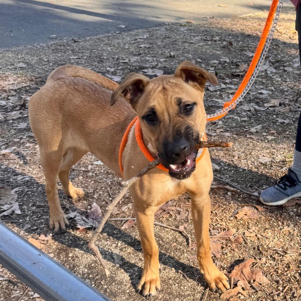 Enlarge Scoob (C000-022) - Chino Hills Location, a Adoptable mixed breed in Chino Hills, CA image 2/6