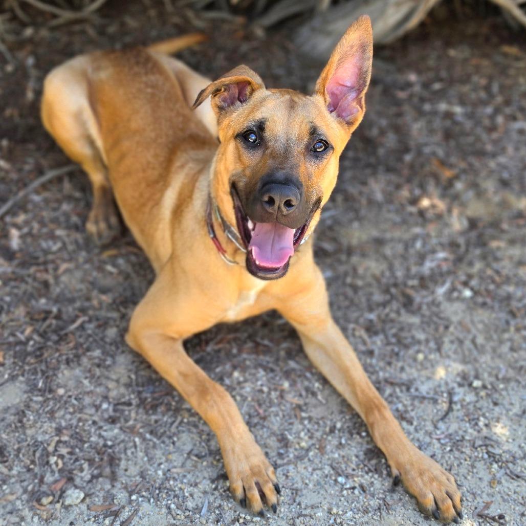 Enlarge Scoob (C000-022) - Chino Hills Location, a Adoptable mixed breed in Chino Hills, CA image 3/6