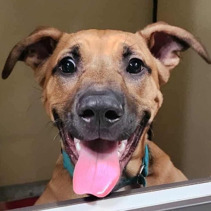 Enlarge Scoob (C000-022) - Chino Hills Location, a Adoptable mixed breed in Chino Hills, CA image 4/6