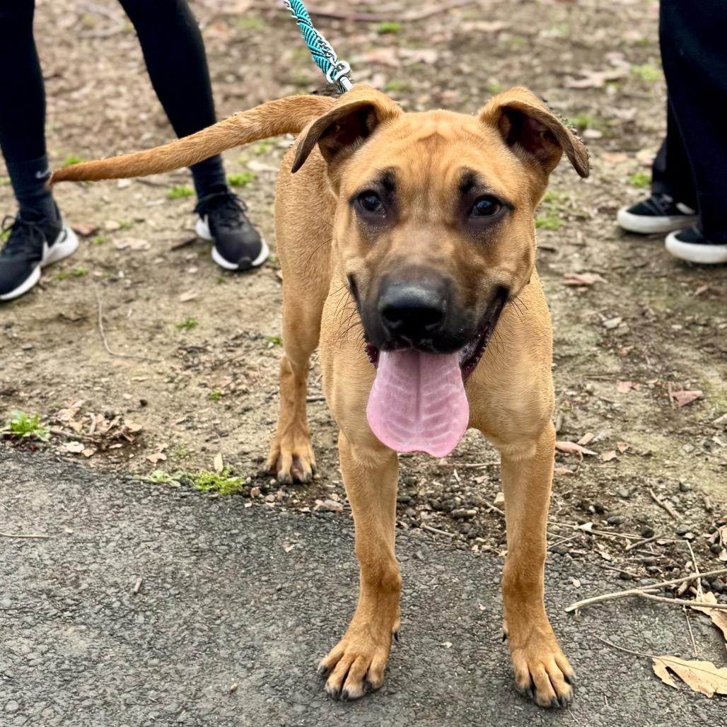 Enlarge Scoob (C000-022) - Chino Hills Location, a Adoptable mixed breed in Chino Hills, CA image 5/6