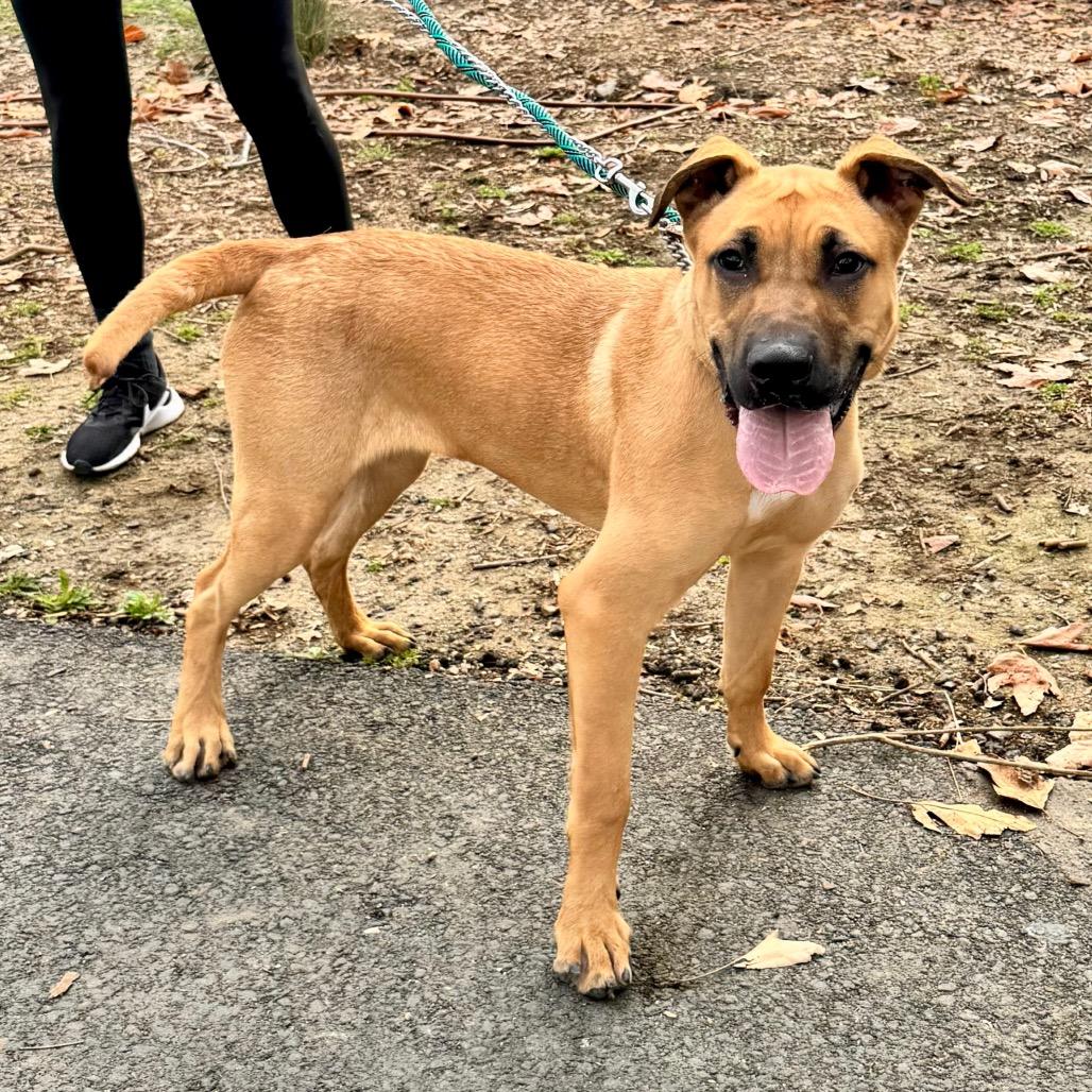 Enlarge Scoob (C000-022) - Chino Hills Location, a Adoptable mixed breed in Chino Hills, CA image 6/6
