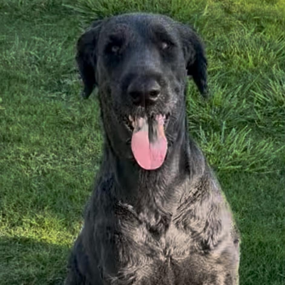 Louie and Lola, a ADOPTABLE Giant Schnauzer in Las Vegas, NV image 3/5
