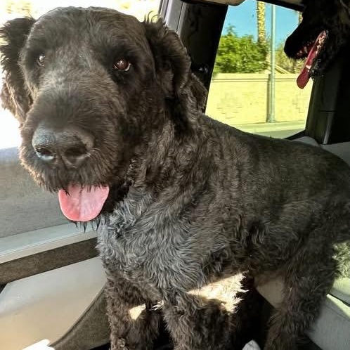 Louie and Lola, a ADOPTABLE Giant Schnauzer in Las Vegas, NV image 2/5