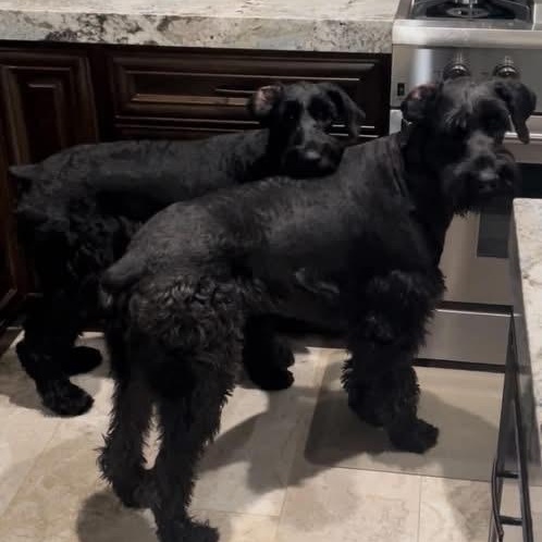 Louie and Lola, ADOPTABLE, Adult Male Giant Schnauzer.