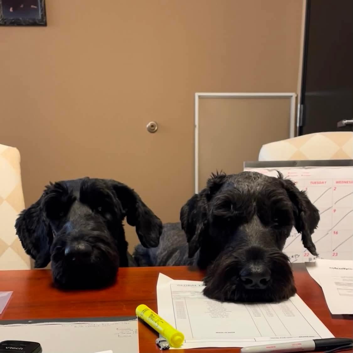 Louie and Lola, a ADOPTABLE Giant Schnauzer in Las Vegas, NV image 4/5